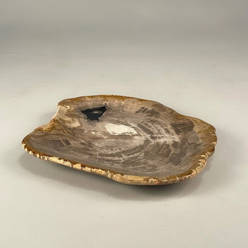 Petrified & Mineralized Wood Tray