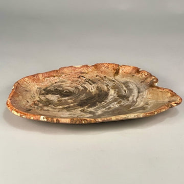 Petrified & Mineralized Wood Tray