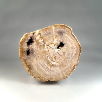 Petrified & Mineralized Wood Slab