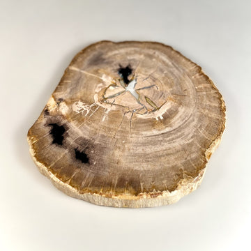 Petrified & Mineralized Wood Slab
